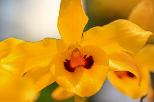 Gelbe Orchideenblüten — Stockfoto