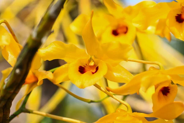 Sárga orchidea virágok — Stock Fotó