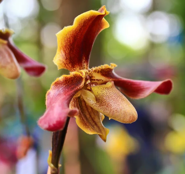 花园里的兰花 — 图库照片