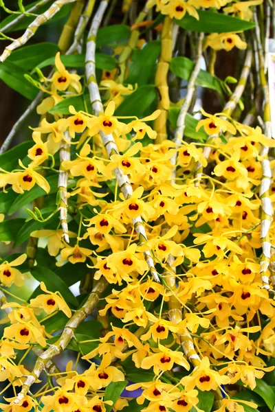 Yellow Orchids flowers — Stock Photo, Image