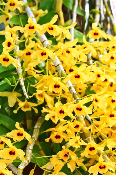 Gul orkidéer blommor — Stockfoto