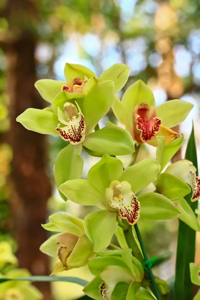 Flores de orquídea en el jardín — Foto de Stock