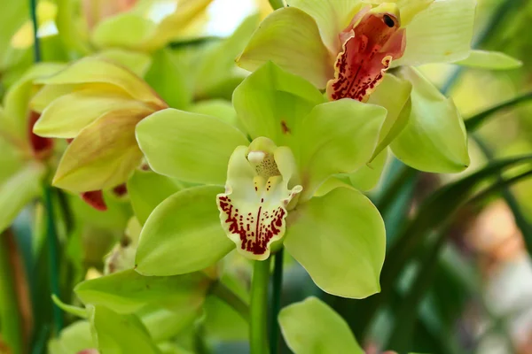Orchidee bloemen in de tuin — Stockfoto