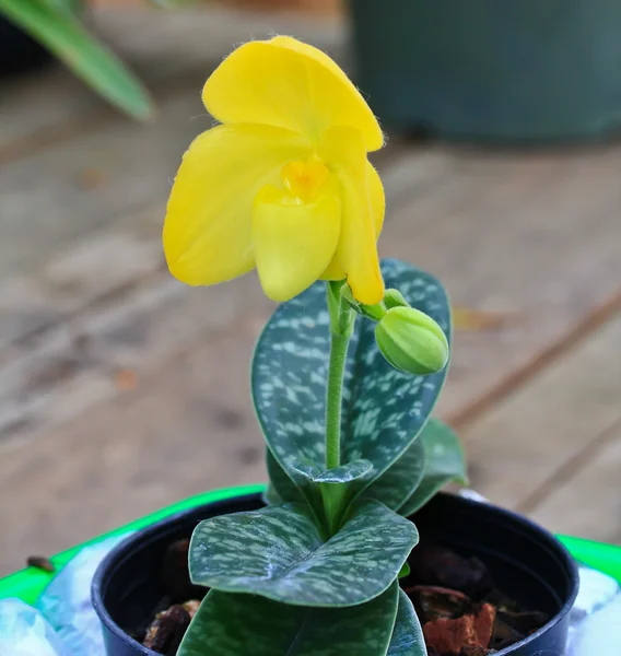 庭の蘭の花 — ストック写真