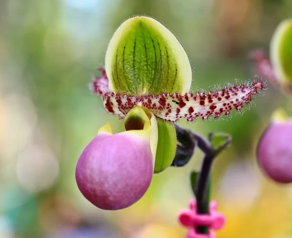 Orkidéblommor i trädgården — Stockfoto