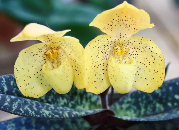 Gele orchideeën — Stockfoto