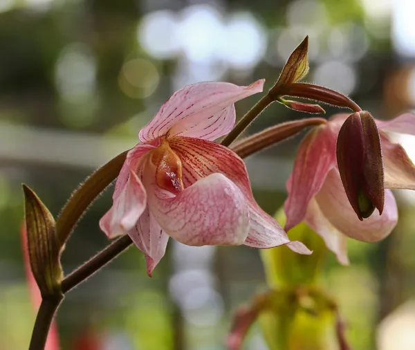Kwiaty storczyk w ogrodzie — Zdjęcie stockowe