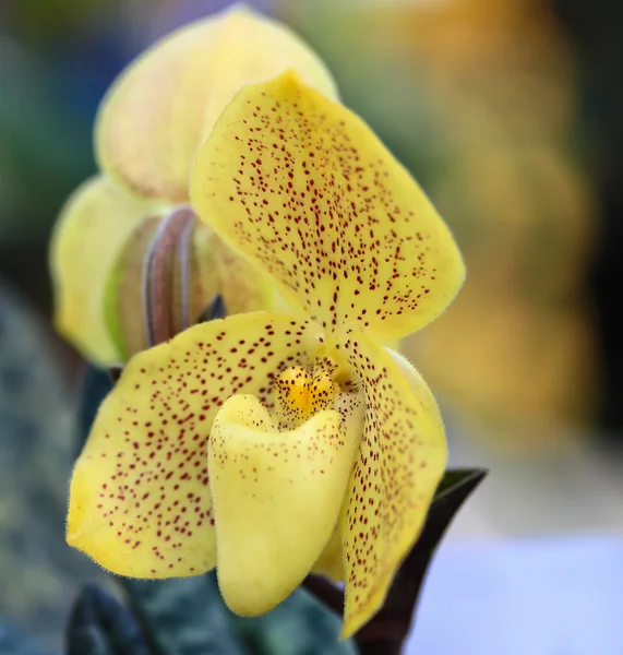 Gele orchideeën — Stockfoto