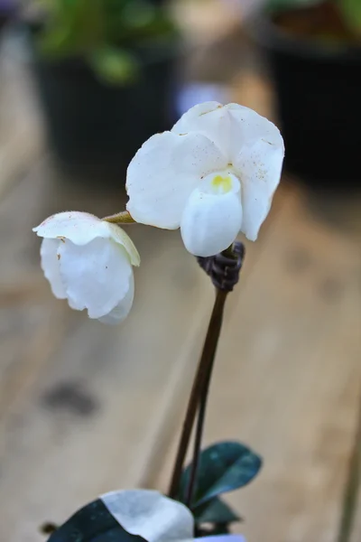 Орхидеи цветы в саду — стоковое фото