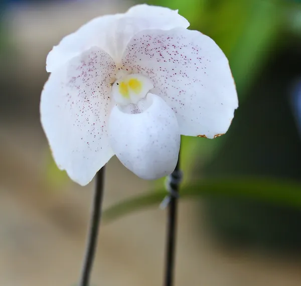 Orkidéblommor i trädgården — Stockfoto