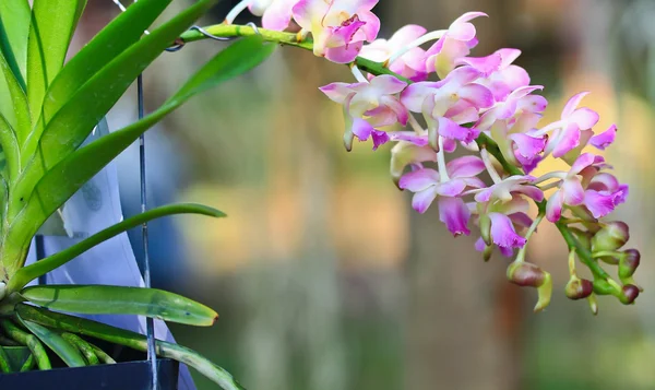 Orkidéblommor i trädgården — Stockfoto