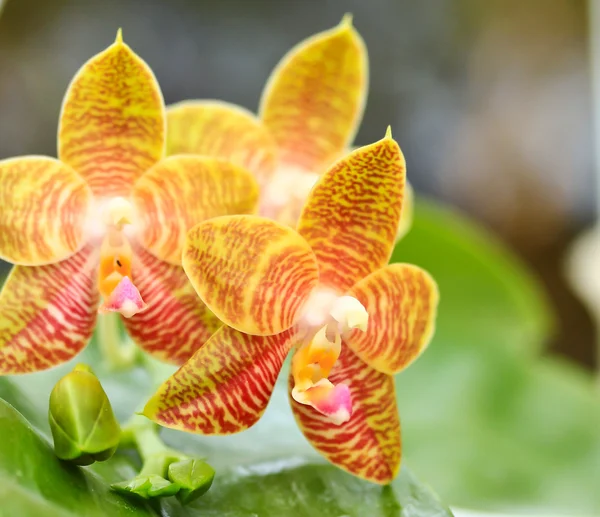 Gele orchideeën — Stockfoto