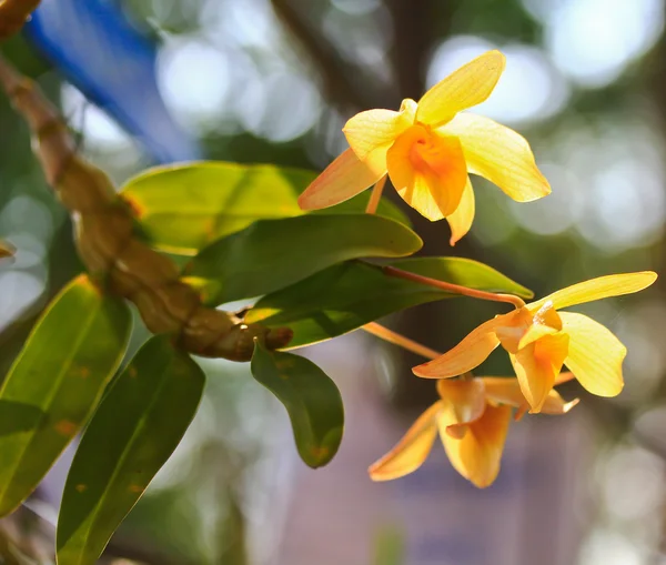 Orquídeas amarillas — Foto de Stock