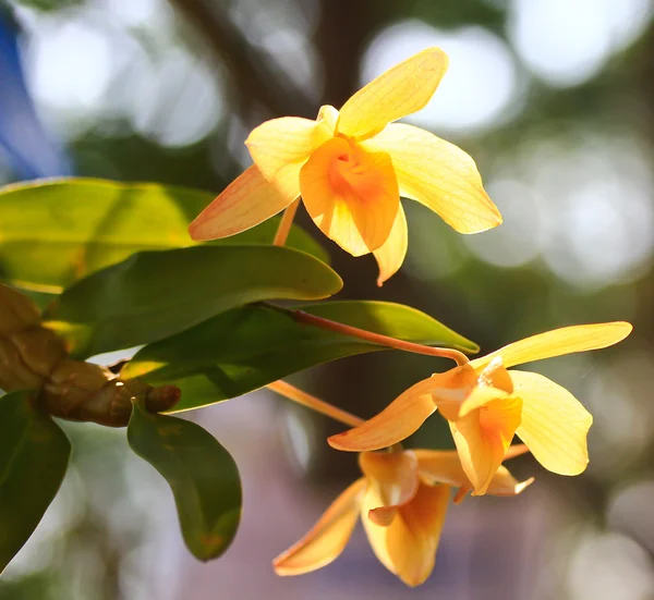 Gele orchideeën — Stockfoto