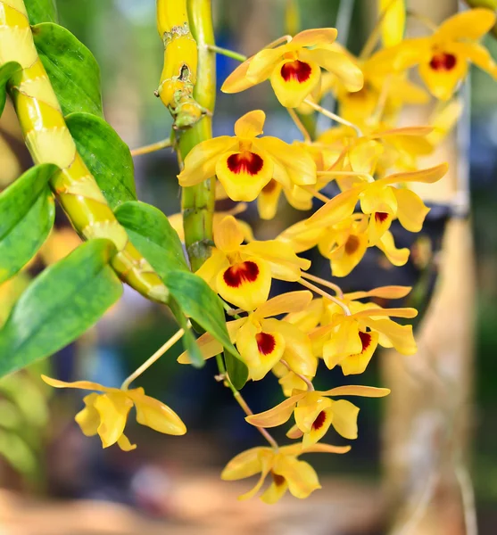 Orchidées jaunes — Photo