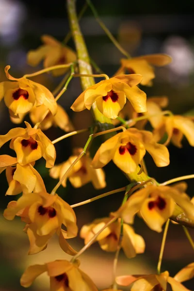 Orquídeas amarillas —  Fotos de Stock