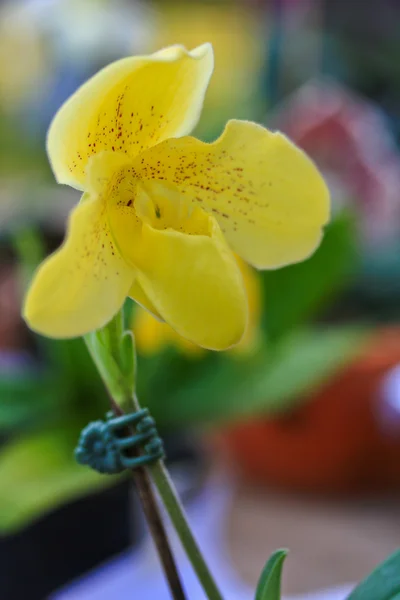 Żółte storczyki — Zdjęcie stockowe