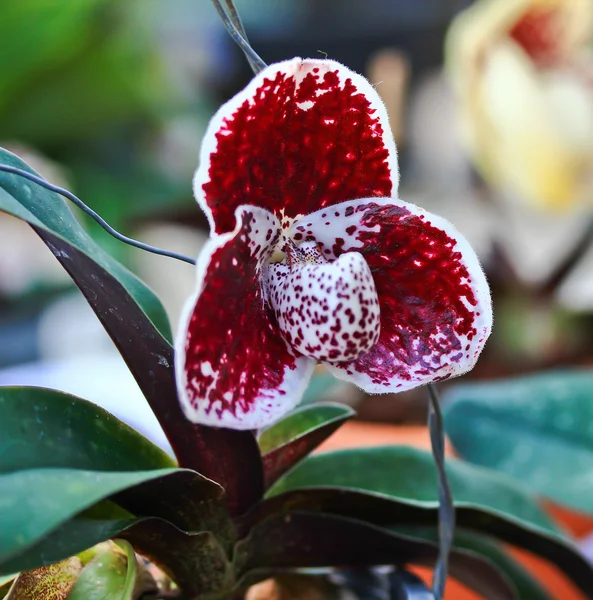 Orchidee bloemen in de tuin — Stockfoto