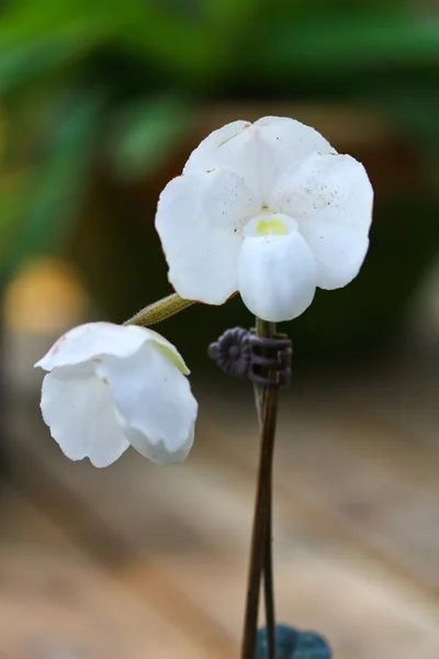 兰花花 — 图库照片