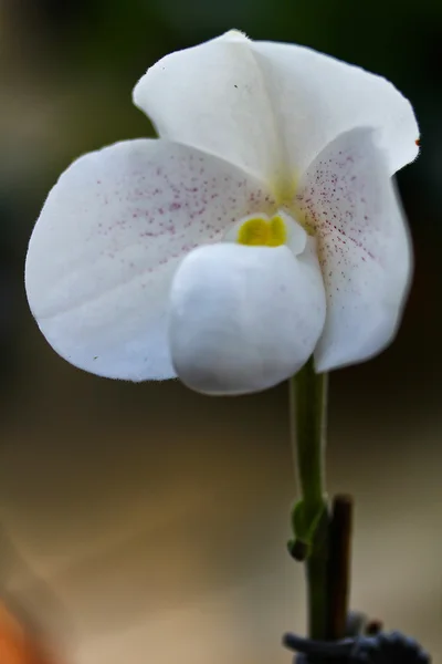 Orchideebloem — Stockfoto