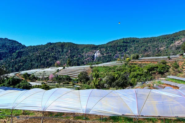 Acre planted flower on the mountain — Stock Photo, Image