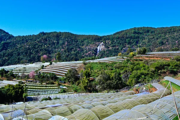 Acre planted flower on the mountain — Stock Photo, Image