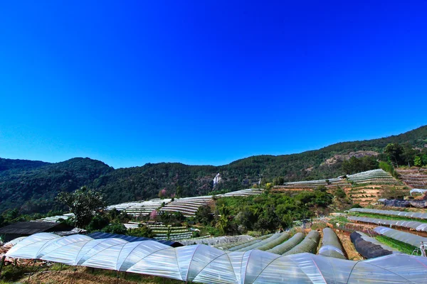 Acre planted flower on the mountain — Stock Photo, Image