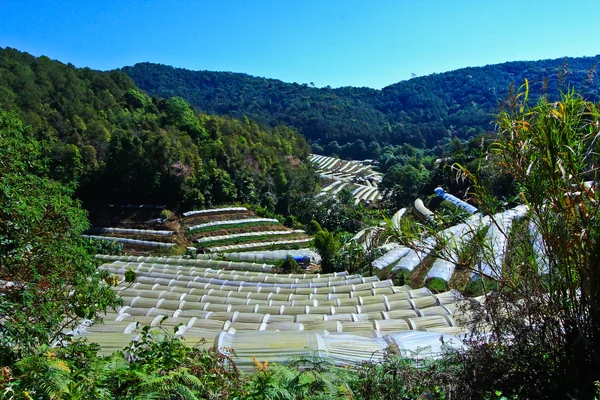 Acre fleurs plantées sur la montagne — Photo