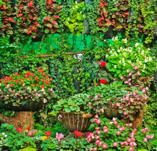 庭の花 — ストック写真