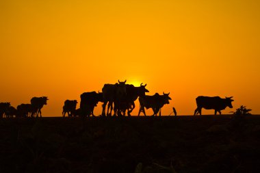 yol hayat kırsal