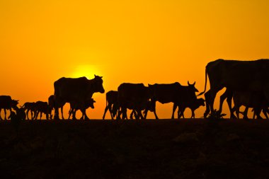 yol hayat kırsal