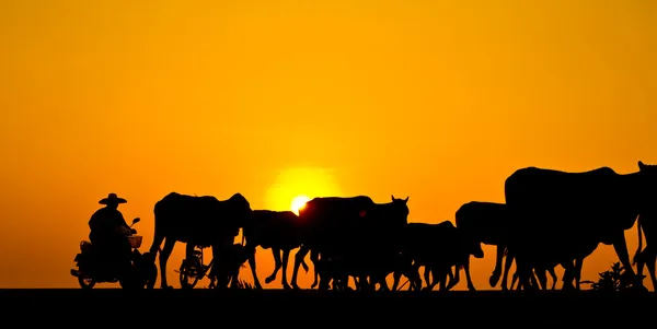 Manier van leven platteland — Stockfoto