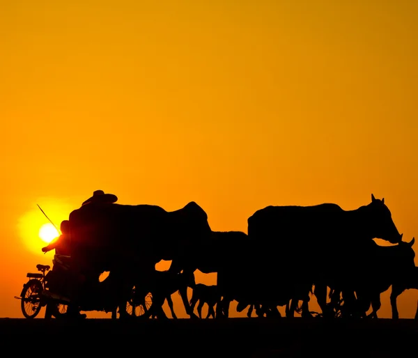 Way of life Countryside — Stock Photo, Image