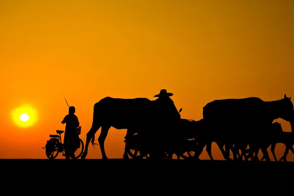 Way of life Countryside — Stock Photo, Image