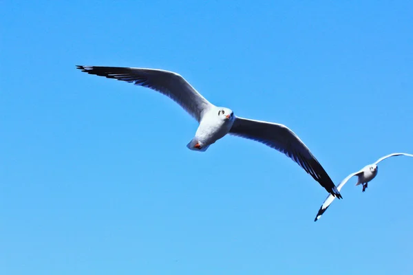 Meeuw — Stockfoto