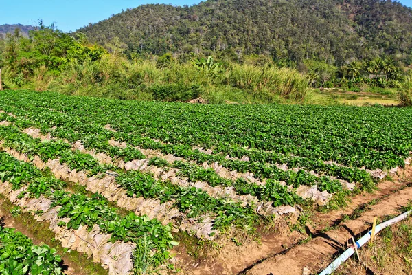 Jardim de morango — Fotografia de Stock