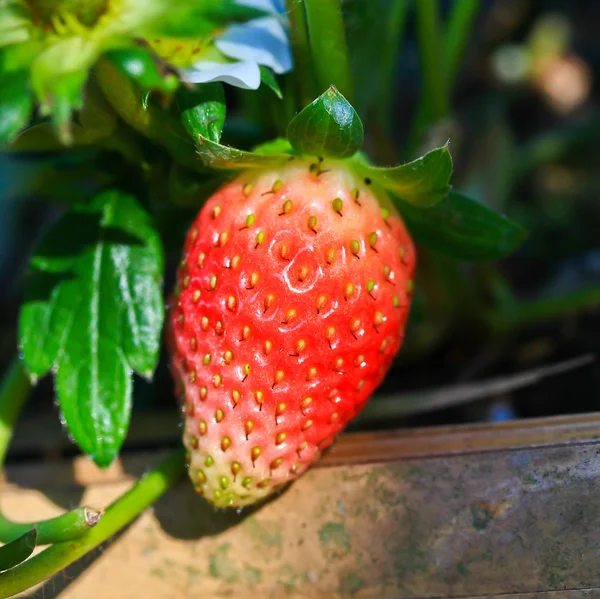 딸기 열매 — 스톡 사진