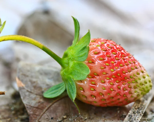 Jordbærfrukter – stockfoto