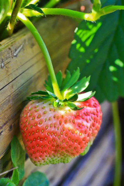 Jordbærfrukter – stockfoto