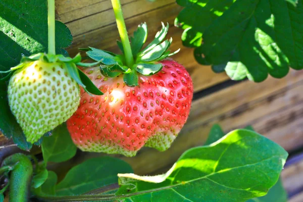 Fruta de fresa —  Fotos de Stock