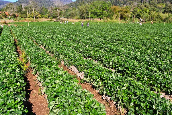 Strawberry trädgård — Stockfoto