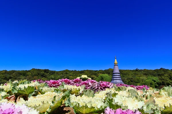 Doi Inthanon Pagoda — Stok fotoğraf