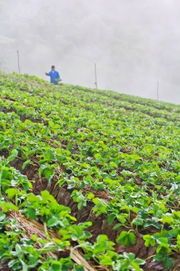 çilek Bahçe Galerisi