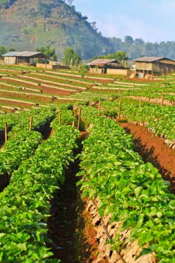 çilek Bahçe Galerisi
