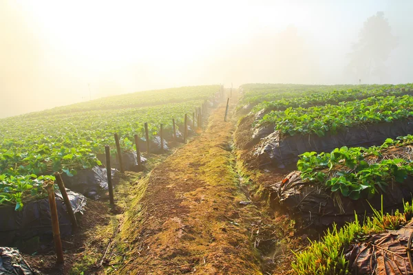 Strawberry trädgård Galleri — Stockfoto