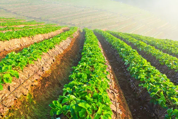 Strawberry Garden Gallery — Stock Photo, Image