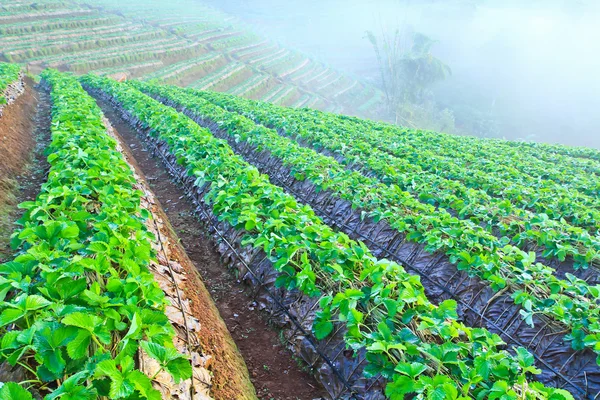 Strawberry trädgård Galleri — Stockfoto