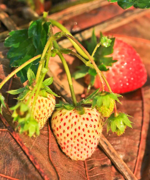 Morango — Fotografia de Stock