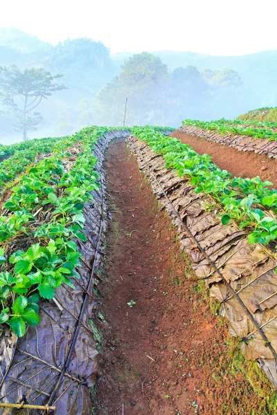 Strawberry trädgård Galleri — Stockfoto