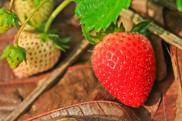 Frutilla — Foto de Stock